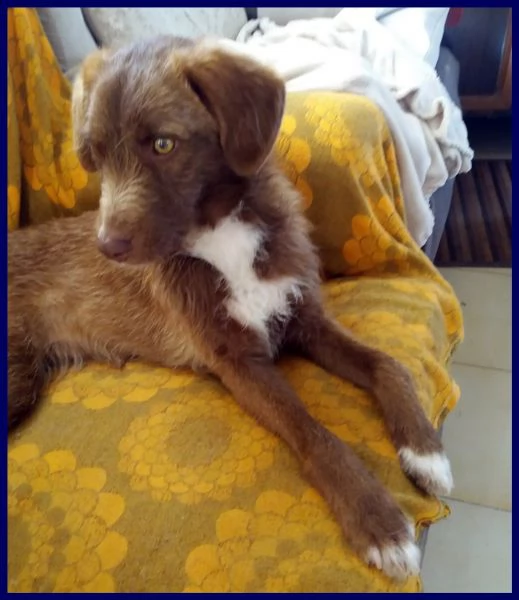 ruffina cucciolona segugetta vagava magra per strada | Foto 0