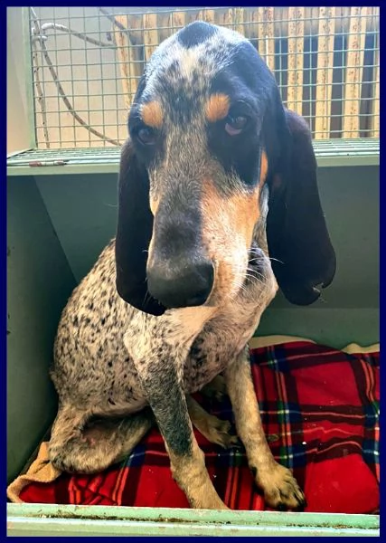 jacques segugio francese 2 anni recuperato per strada