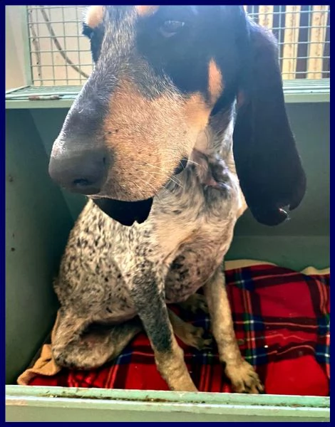 jacques segugio francese 2 anni recuperato per strada | Foto 3