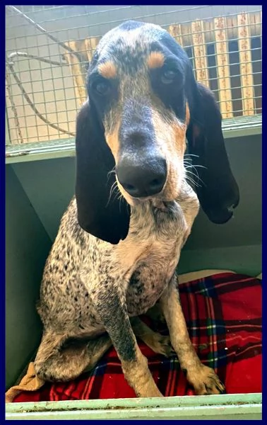 jacques segugio francese 2 anni recuperato per strada | Foto 1