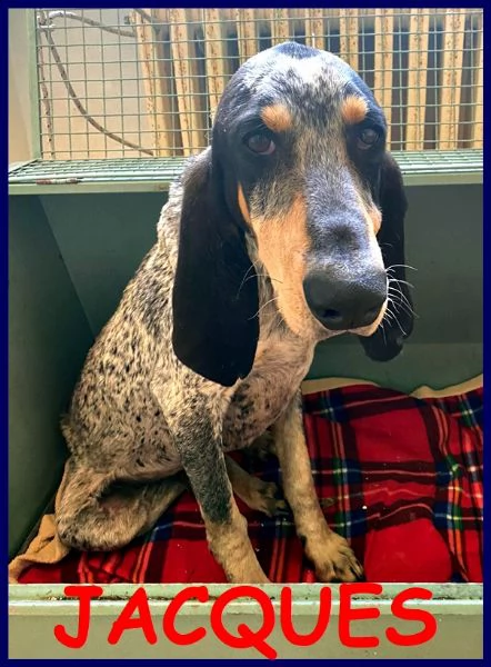 jacques segugio francese 2 anni recuperato per strada | Foto 0