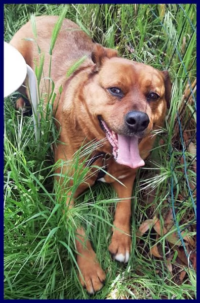 josef adottato da cucciolo e poi rimandato indietro | Foto 4