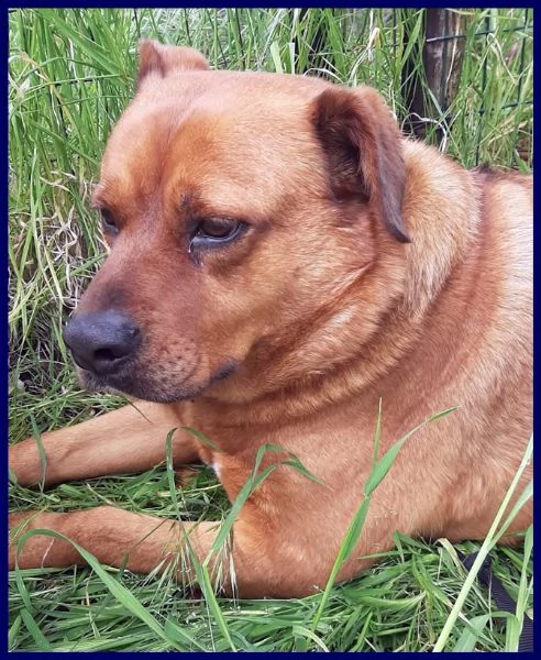 josef adottato da cucciolo e poi rimandato indietro | Foto 1