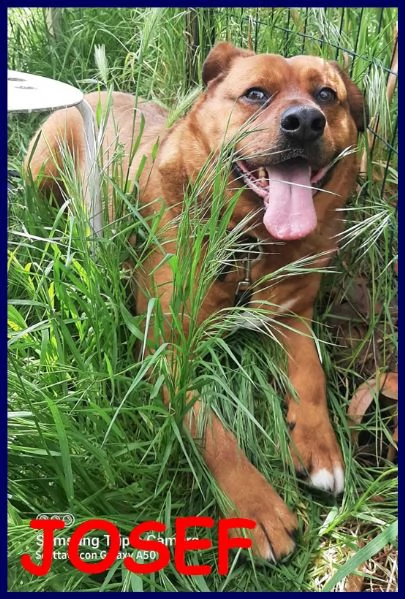 josef adottato da cucciolo e poi rimandato indietro