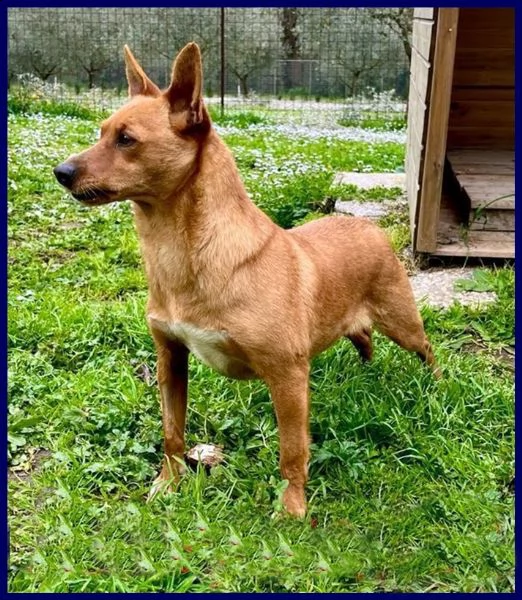 castagnola simil pinscherina 2 anni 10 kg | Foto 1