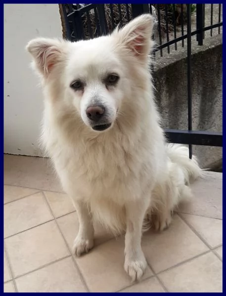 alvin simil volpino 2 anni recuperato per strada | Foto 2