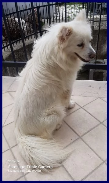 alvin simil volpino 2 anni recuperato per strada | Foto 1