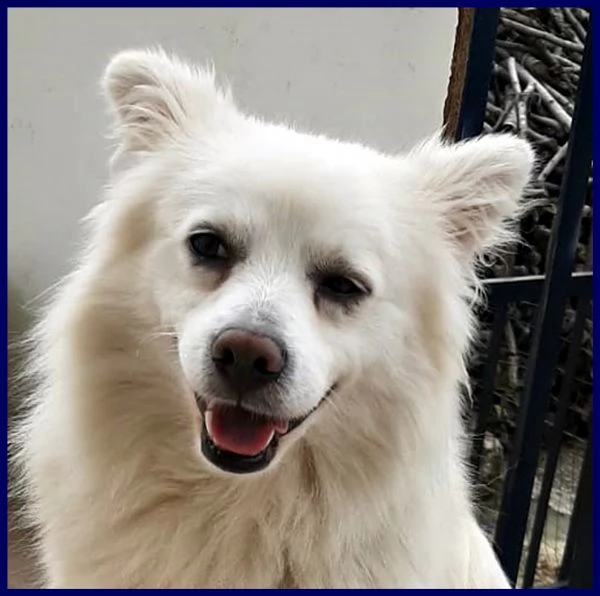 alvin simil volpino 2 anni recuperato per strada | Foto 0