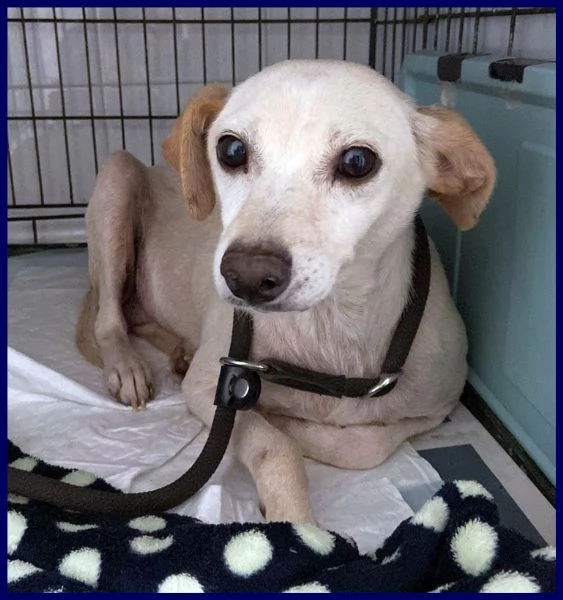 caciotta 2 anni 10 kg recuperata con tutti i suoi cuccioli | Foto 4