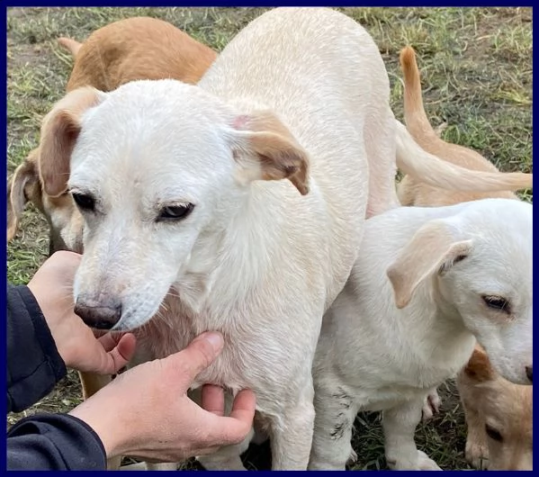 caciotta 2 anni 10 kg recuperata con tutti i suoi cuccioli | Foto 3