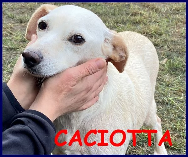 caciotta 2 anni 10 kg recuperata con tutti i suoi cuccioli