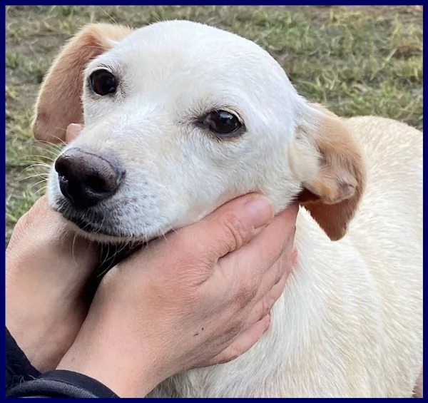 caciotta 2 anni 10 kg recuperata con tutti i suoi cuccioli | Foto 2