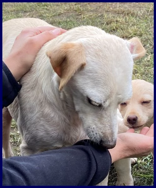 caciotta 2 anni 10 kg recuperata con tutti i suoi cuccioli | Foto 1