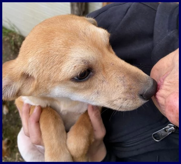toma cucciola recuperata per strada | Foto 2