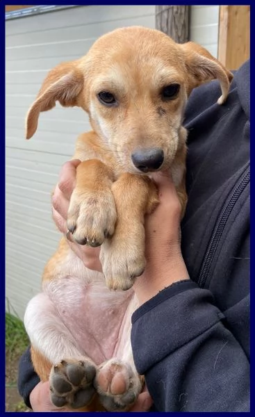 toma cucciola recuperata per strada | Foto 1