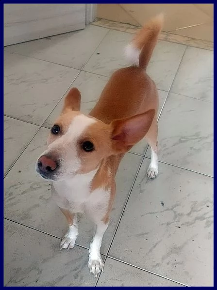 simba delizioso piccoletto 2 anni e mezzo 7 kg | Foto 1