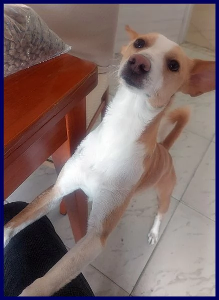 simba delizioso piccoletto 2 anni e mezzo 7 kg | Foto 0