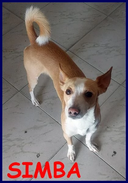 simba delizioso piccoletto 2 anni e mezzo 7 kg