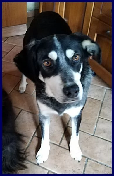 dumbo 4 anni e mezzo non ha ancora una famiglia | Foto 3