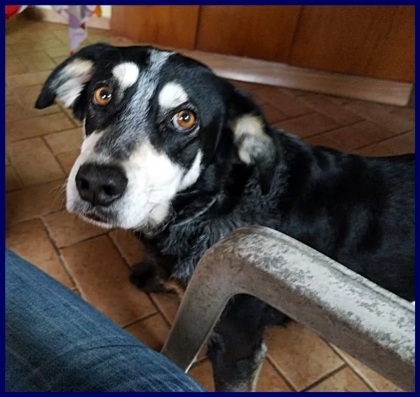 dumbo 4 anni e mezzo non ha ancora una famiglia | Foto 2