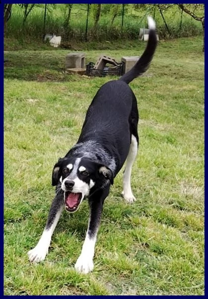 dumbo 4 anni e mezzo non ha ancora una famiglia | Foto 0