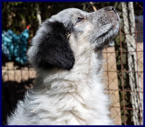 gery cucciola vivace e dolce aspetta una mamma | Foto 1