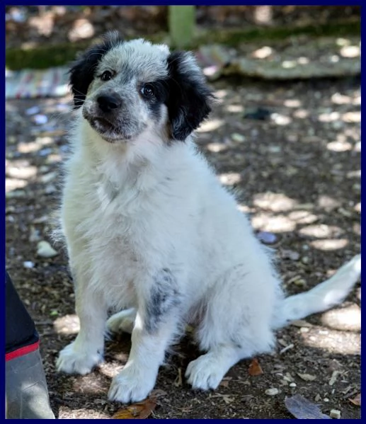 gery cucciola vivace e dolce aspetta una mamma | Foto 0