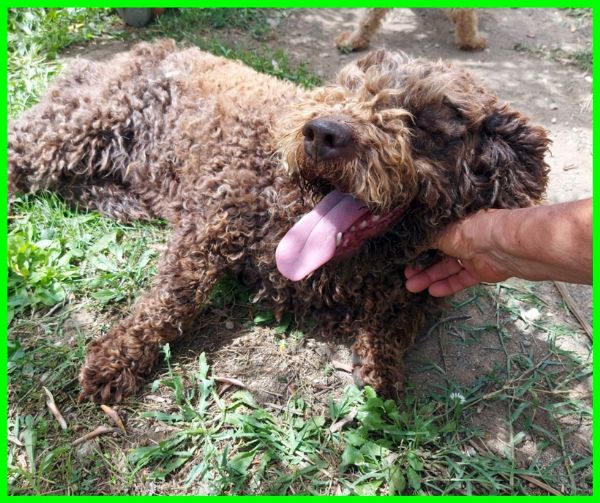 SISSY lagottina 5 anni carattere doro | Foto 1