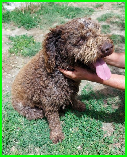 SISSY lagottina 5 anni carattere doro | Foto 0