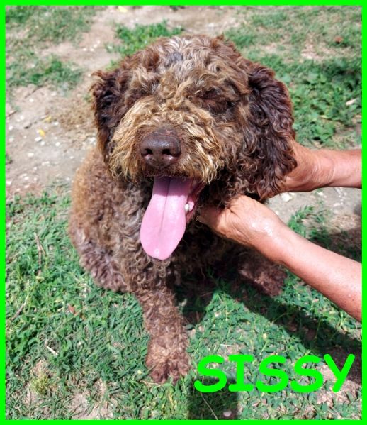 SISSY lagottina 5 anni carattere doro