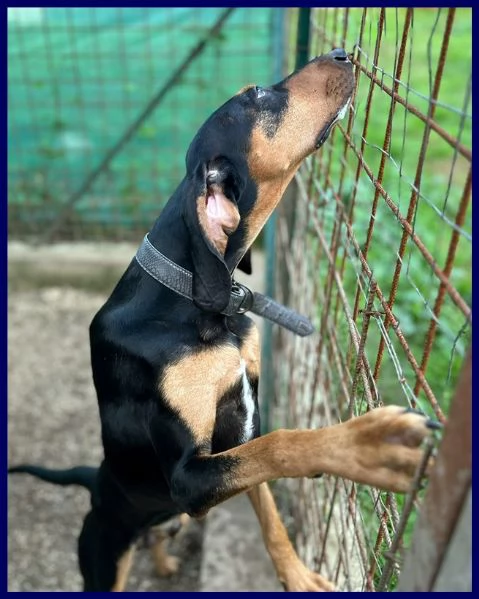 ARCI SEGUGETTO 2 ANNI PIANGE IN CANILE | Foto 1