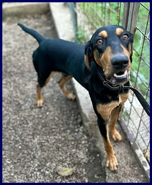 ARCI SEGUGETTO 2 ANNI PIANGE IN CANILE | Foto 0