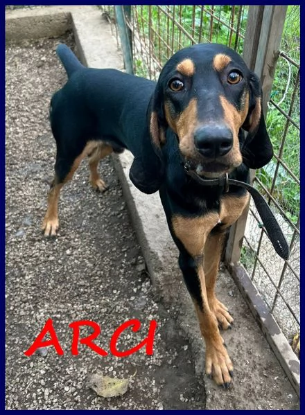 ARCI SEGUGETTO 2 ANNI PIANGE IN CANILE