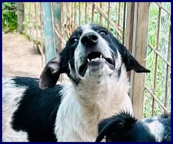 CLOE recuperata in strada affamata e spaventata | Foto 2