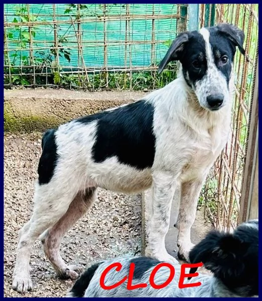 CLOE recuperata in strada affamata e spaventata