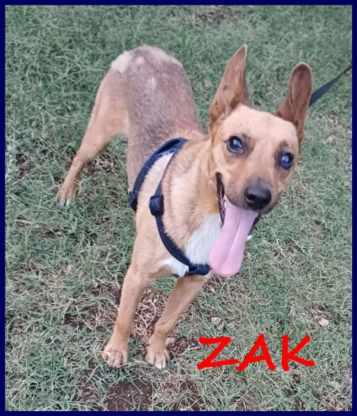 ZAK tenero piccoletto hanno rinunciato a lui