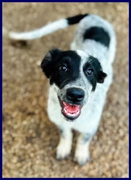 TEO vagava affamato per strada | Foto 2