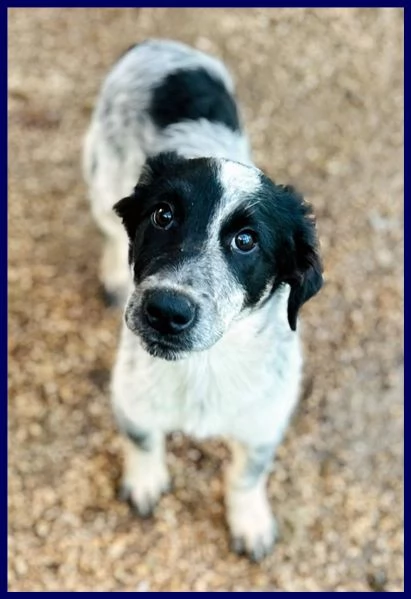 TEO vagava affamato per strada | Foto 1