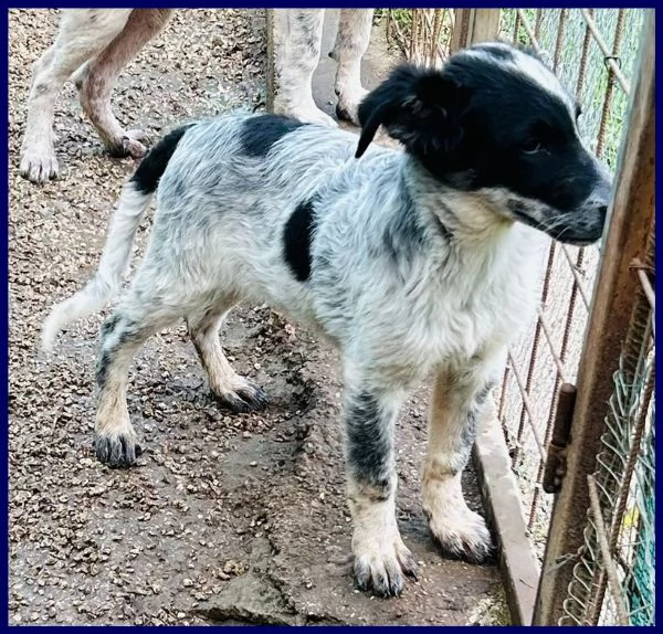 TEO vagava affamato per strada | Foto 0