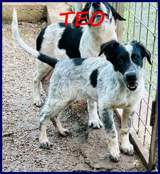 TEO vagava affamato per strada