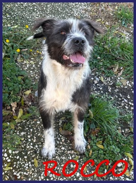 ROCCO bellissimo e pieno di vita urgente
