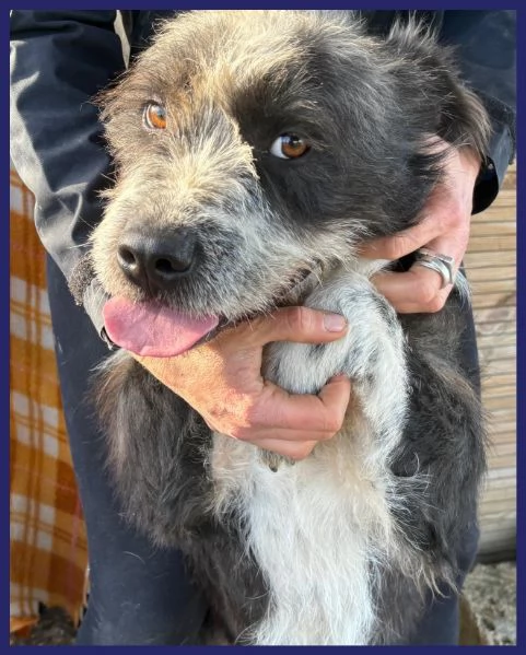 ROCCO bellissimo e pieno di vita urgente | Foto 2