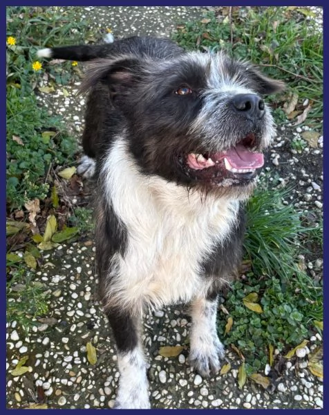 ROCCO bellissimo e pieno di vita urgente | Foto 0