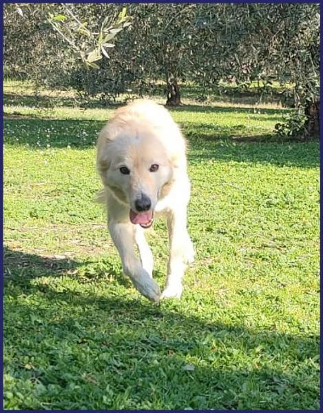 LUCKY COTONE un angelo che aspetta ancora | Foto 2