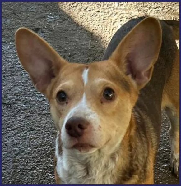 BALLERINA simil podenco 8 kg rinchiusa in un box | Foto 2