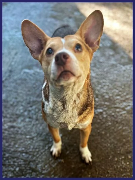 BALLERINA simil podenco 8 kg rinchiusa in un box | Foto 1