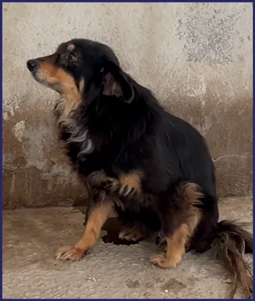 APACHE ha un occhietto da curare deve uscire dalla gabbia | Foto 2