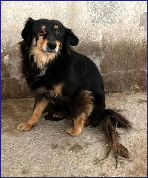 APACHE ha un occhietto da curare deve uscire dalla gabbia | Foto 0