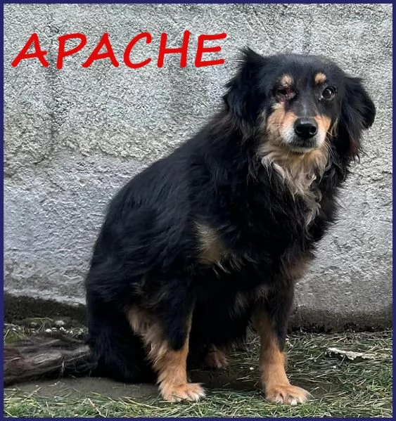 APACHE ha un occhietto da curare deve uscire dalla gabbia