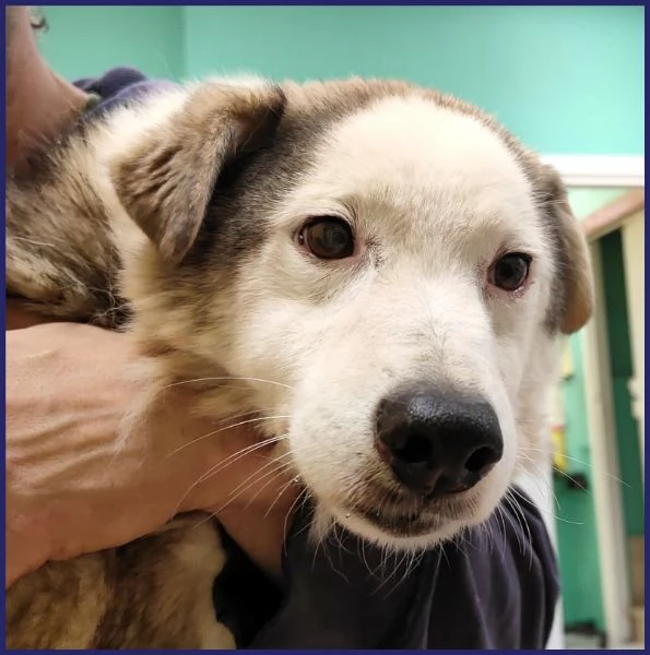 GENGIS CAN nonnino da sempre in canile | Foto 2